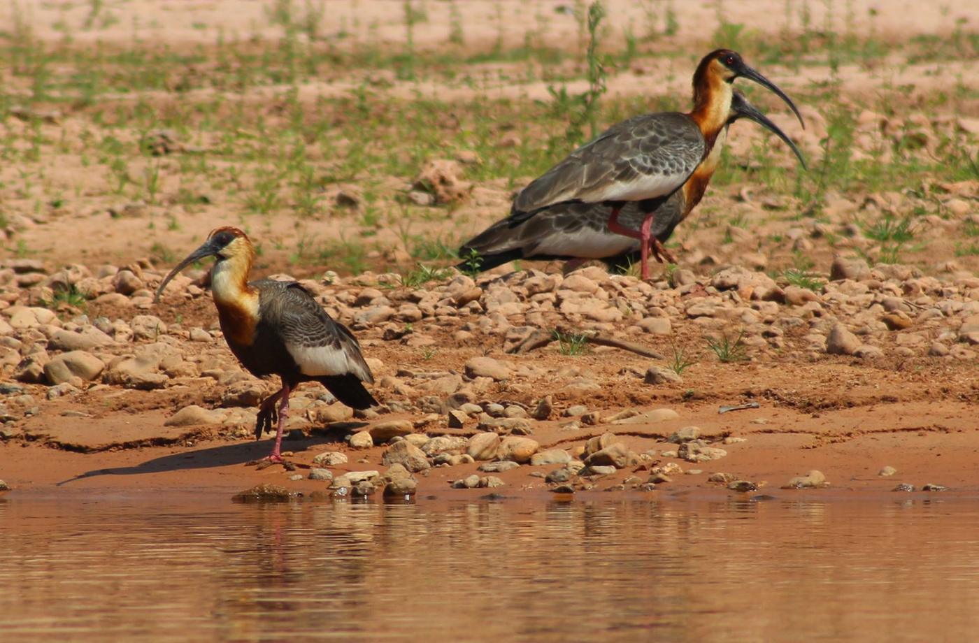 Curicaca (Theristicus caudatus) em área de banhado