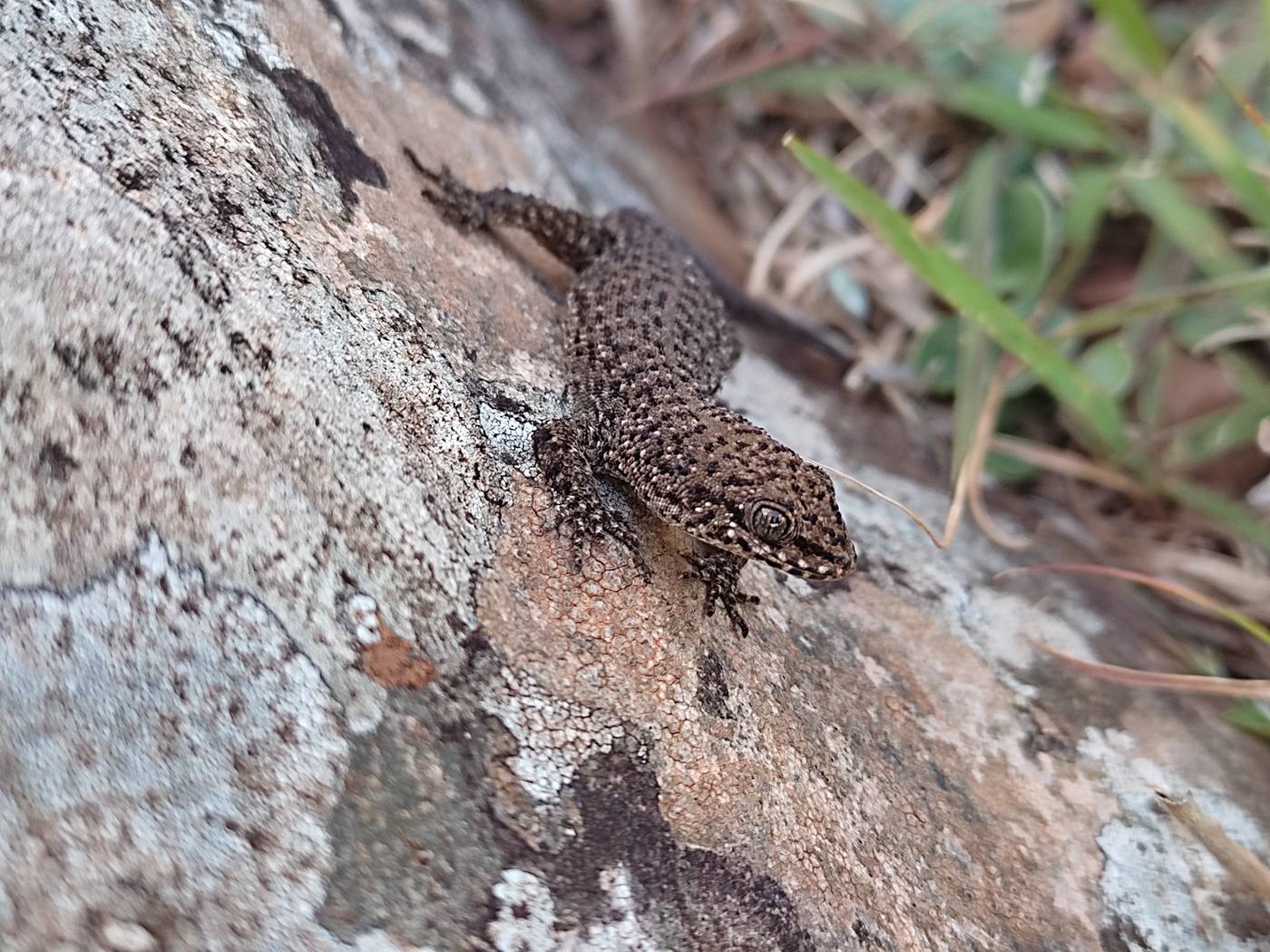 Lagarto de hábito rupícola fotografado em afloramento rochoso da área do projeto Pampeiro