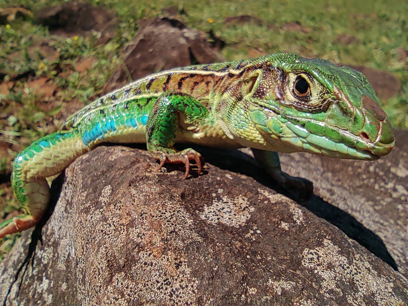 Lagarto com coloração azulada registrado sobre rocha na Campanha Gaúcha