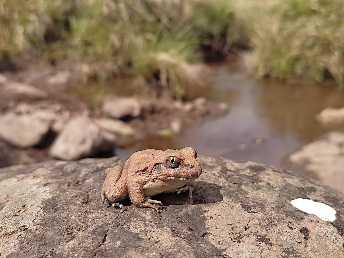 Sapo registrado durante campanha de monitoramento na REBIO da Mata Paludosa