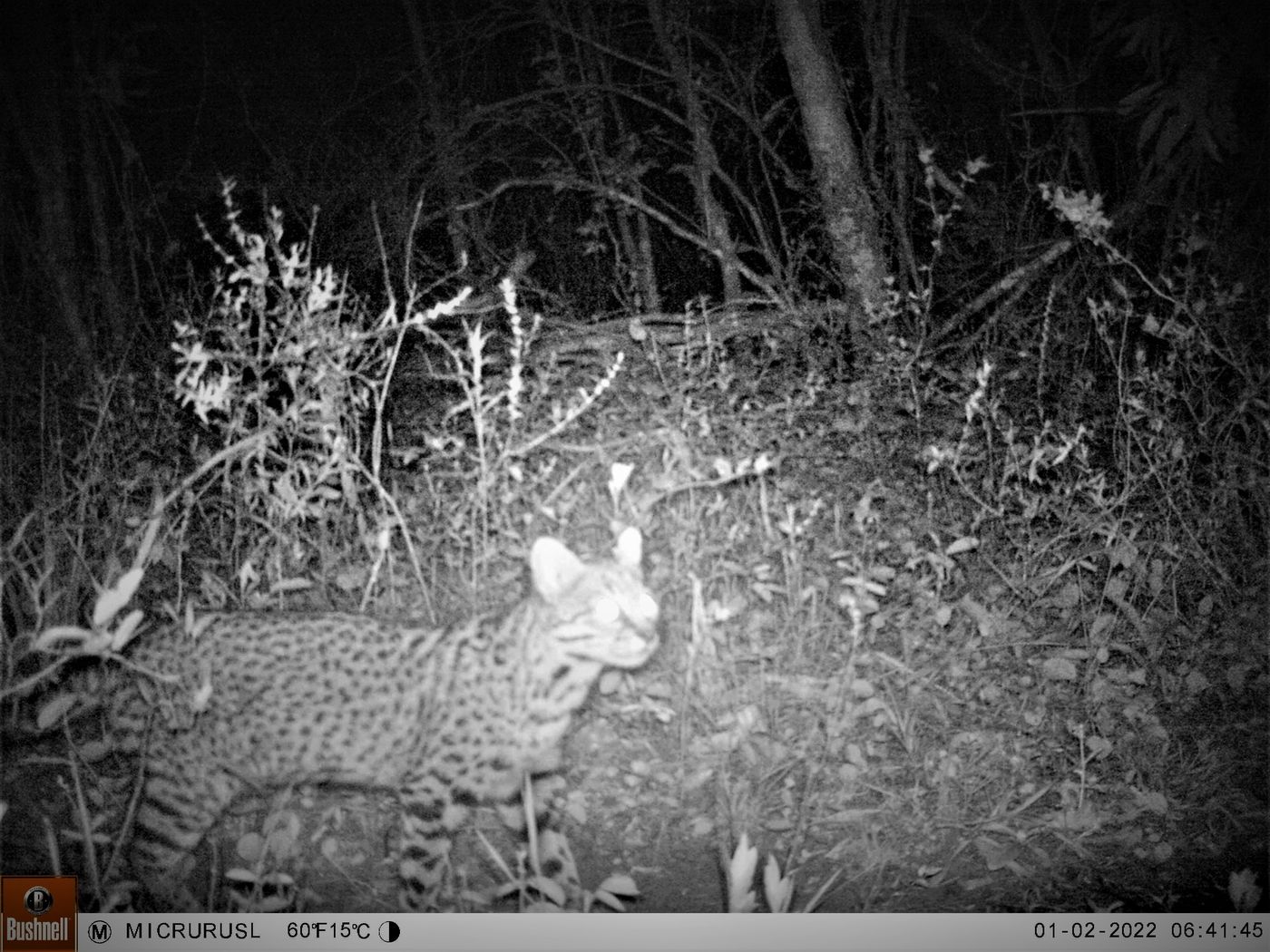 Gato-do-mato registrado por armadilha fotográfica utilizando a passagem de fauna monitorada pela Biolaw